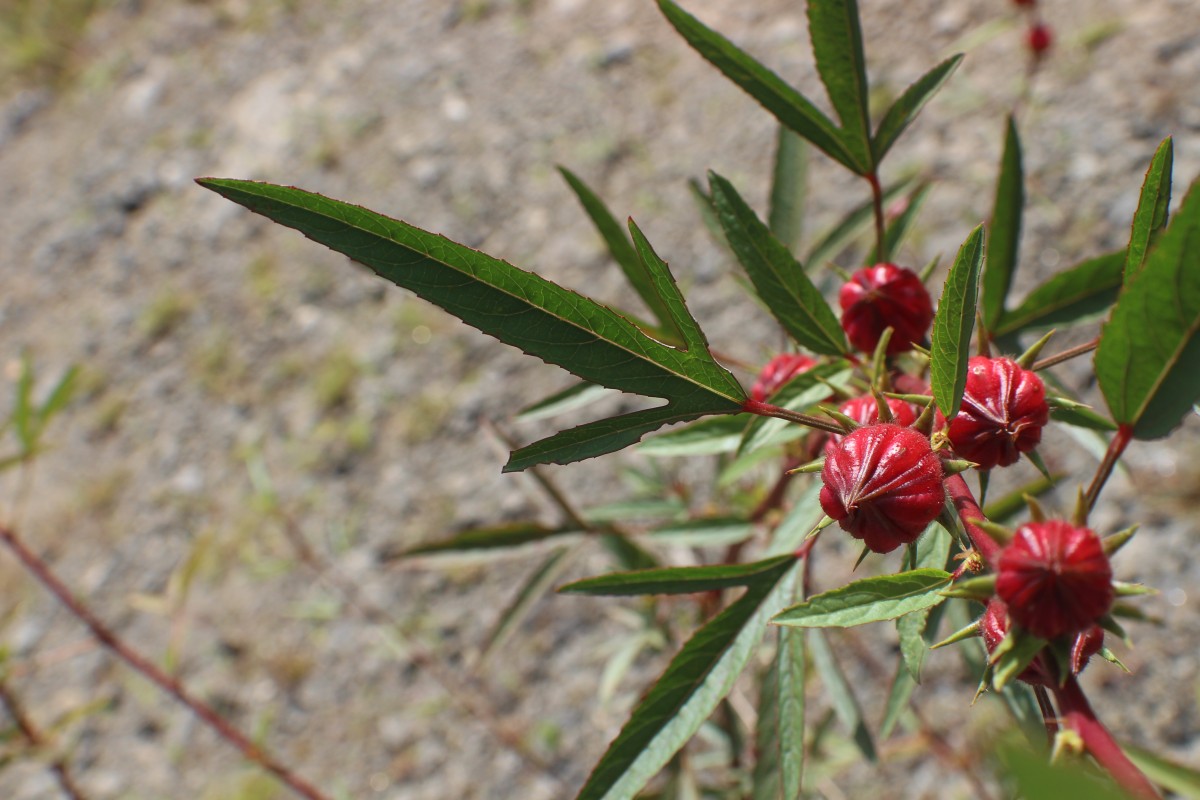 Hibiscus sabdariffa L.